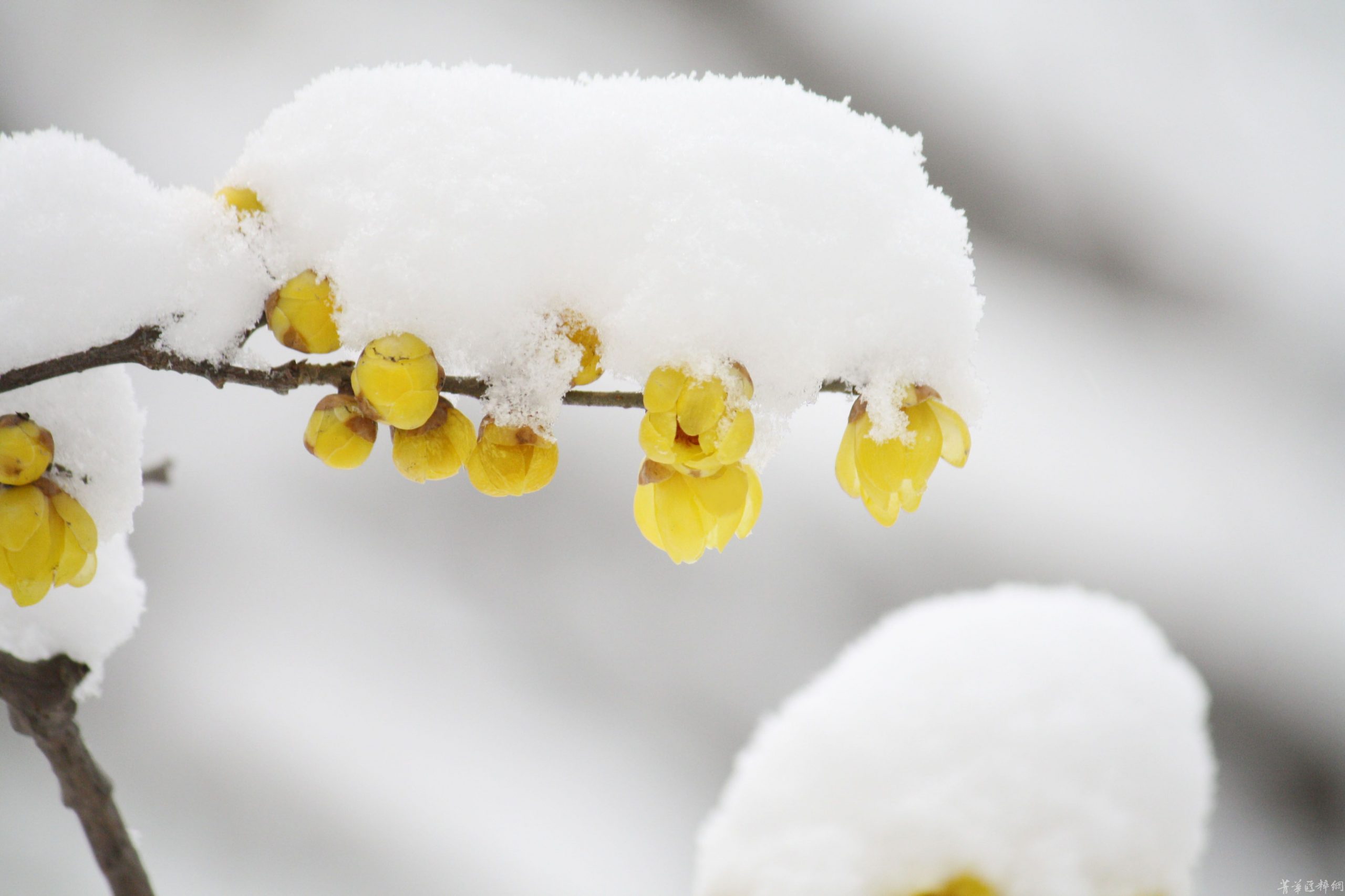 傲雪梅花幻灯片背景图片-下雪啦资源网