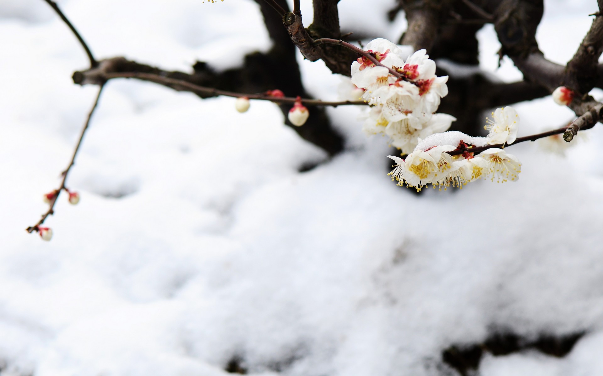 图片[2]-傲雪梅花幻灯片背景图片-下雪啦资源网