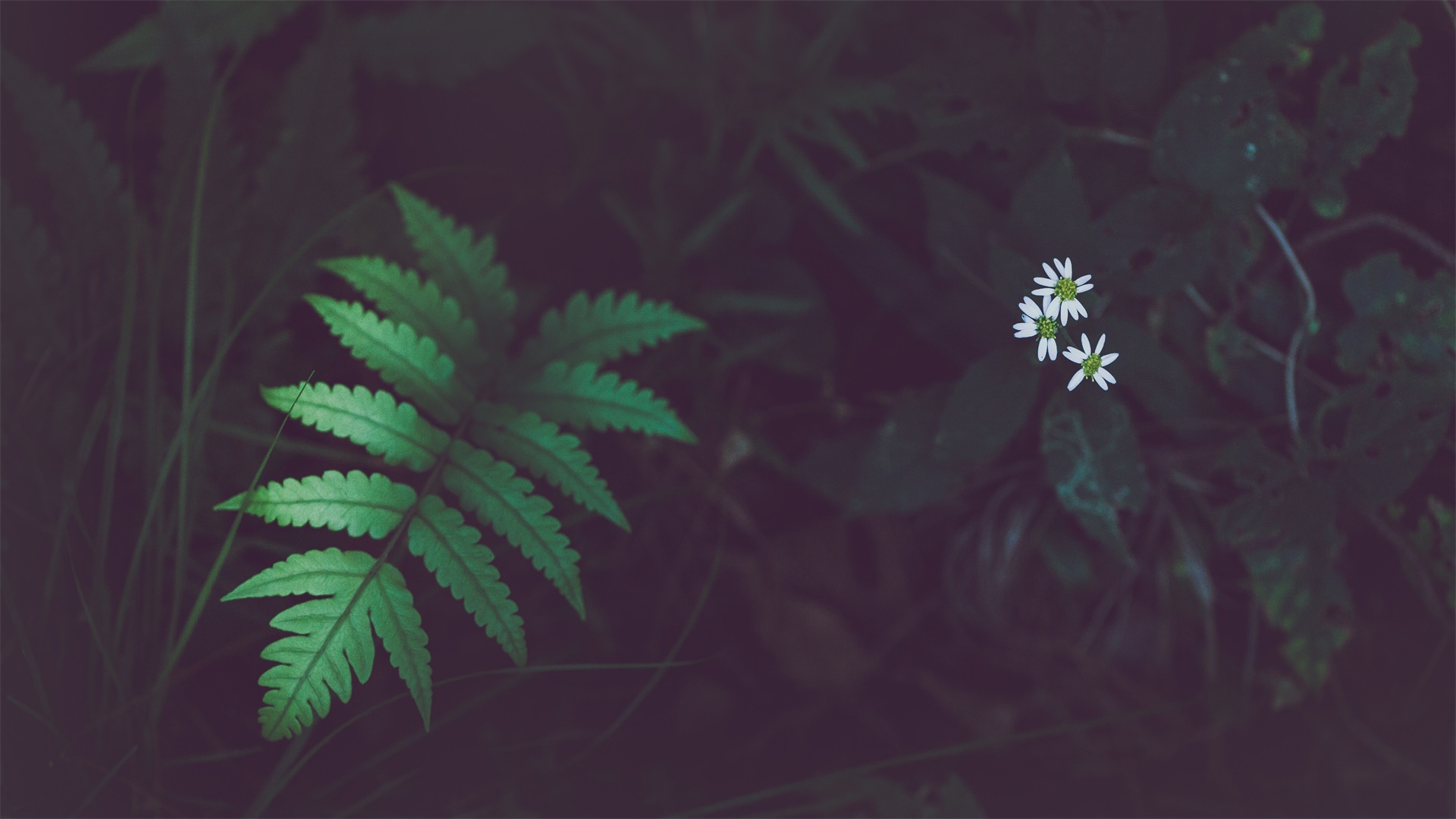 图片[3]-养眼绿色植物PPT背景图片-下雪啦资源网