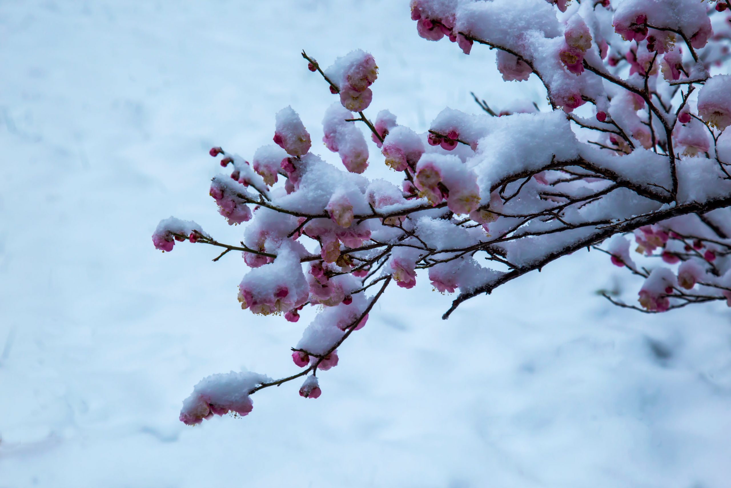 图片[3]-傲雪梅花幻灯片背景图片-下雪啦资源网