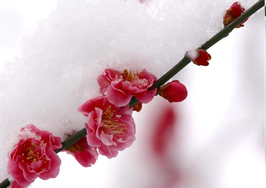 图片[4]-傲雪梅花幻灯片背景图片-下雪啦资源网