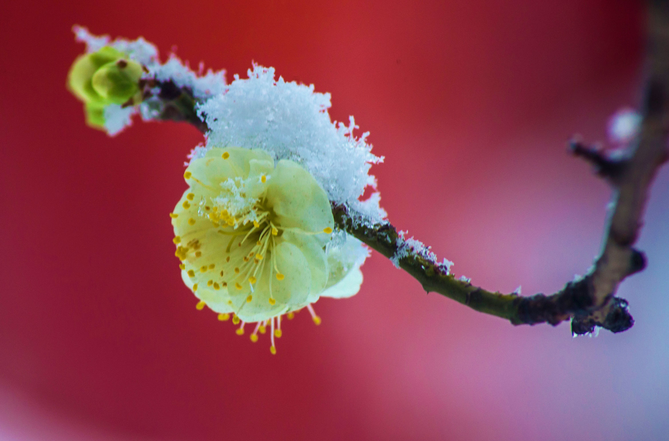 图片[5]-傲雪梅花幻灯片背景图片-下雪啦资源网