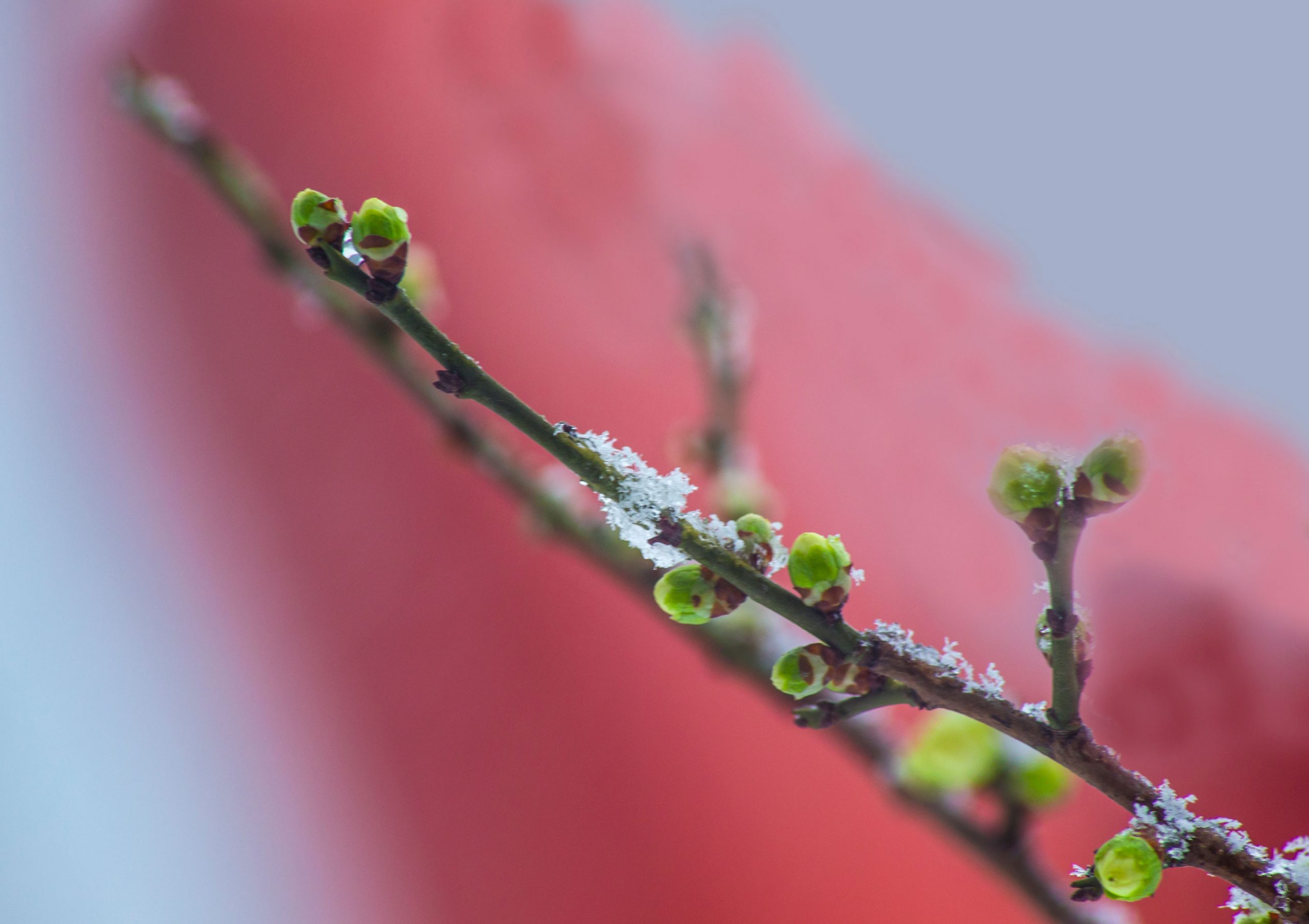 图片[6]-傲雪梅花幻灯片背景图片-下雪啦资源网