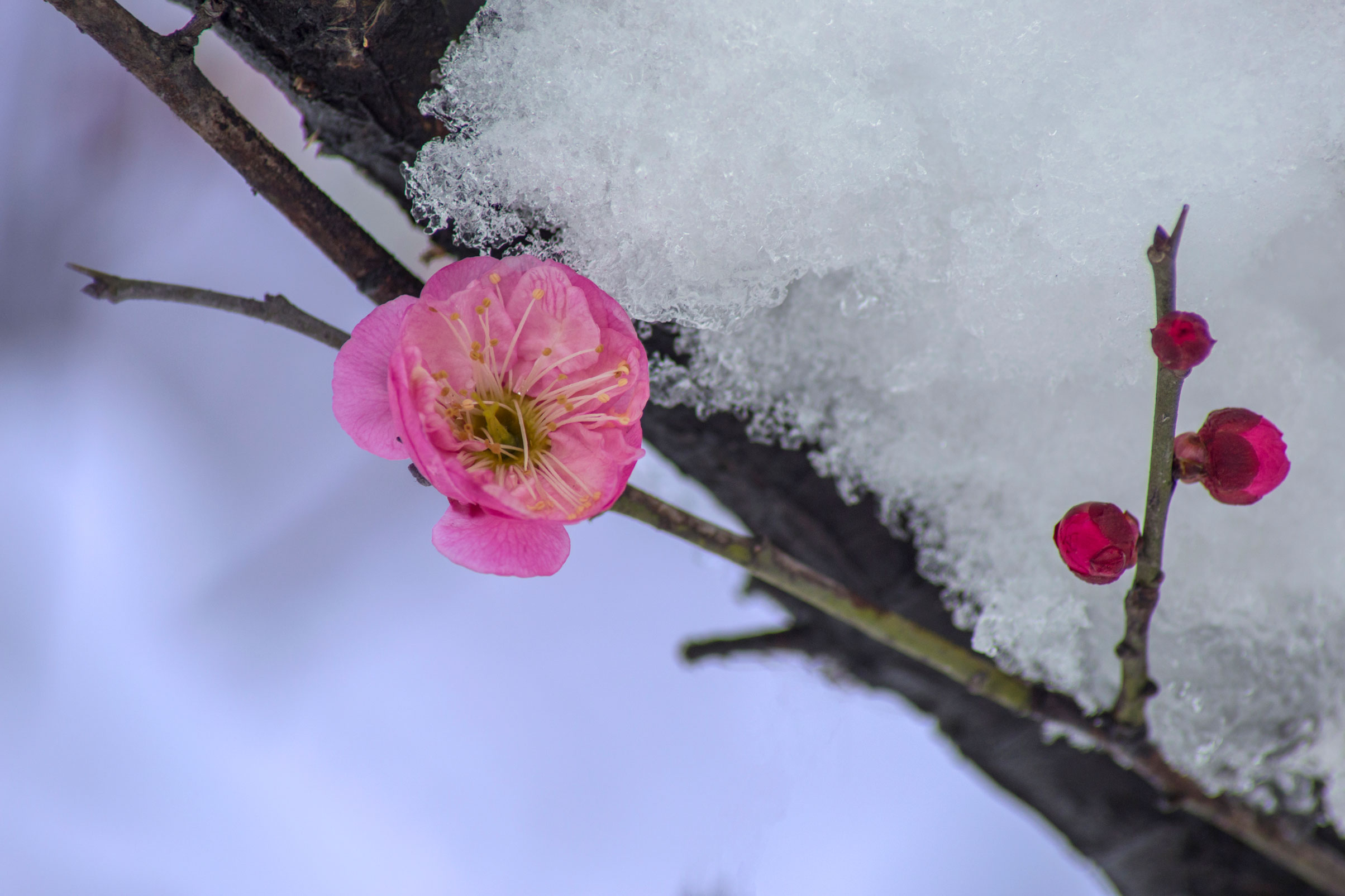 图片[7]-傲雪梅花幻灯片背景图片-下雪啦资源网