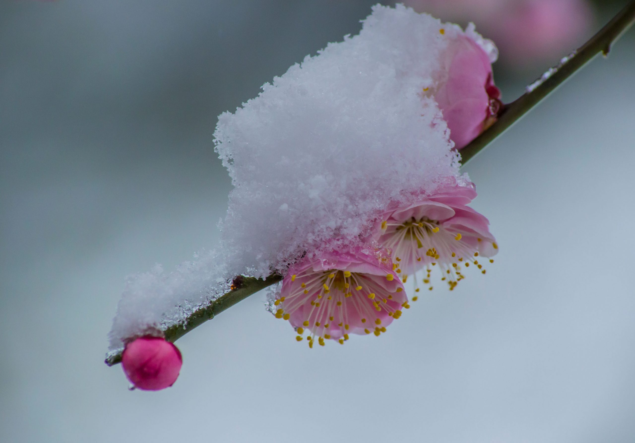 图片[8]-傲雪梅花幻灯片背景图片-下雪啦资源网
